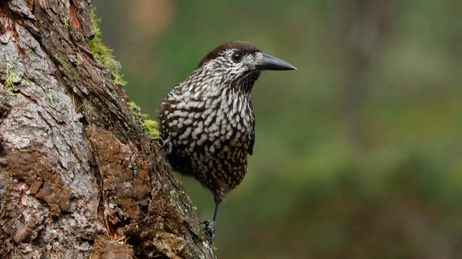 Seed distribution by birds can be too much of a good thing