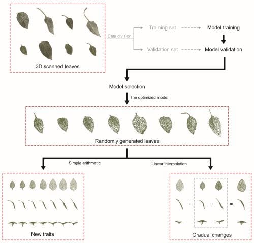 This image is of the workflow from 3D leaf scanning to leaf generation. In the first box, eight leaves with petioles scanned from above are shown. An arrow from this box shows that the data is divided into a training set for model training and a validation set for model validation. From here, the model is optimized.   The model that simulated the best randomly created leaves and that created leaves with the desired traits by manipulating the latent space was then selected. To represent this, a box contains 8 randomly generated leaves. A double arrow from the box demonstrates that linear interpolation led to gradual changes in leaf shape, and arithmetic operations in the latent space added or subtracted leaf traits for the existing leaves. New traits are shown in a box: seven leaves viewed from the top and sides demonstrating changes in size, inclination and curvature of the leaves selected from randomly generated point clouds. The second box portrays editing of leaf point clouds by simple arithmetic in the latent space. Various traits, such as size, inclination and curvature, were imparted to generated leaves.