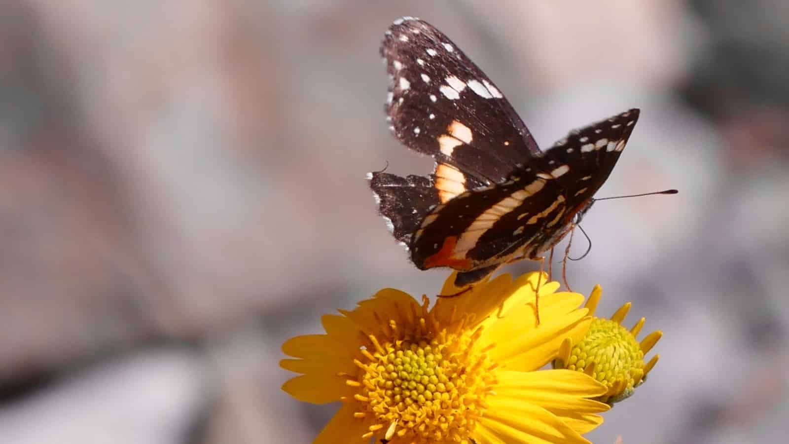 Botanical gardens act as artificial oases for butterflies in arid urban areas