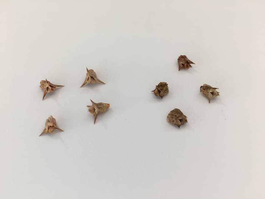 Study examines how well-timed cover crops can suppress weeds in California orchards