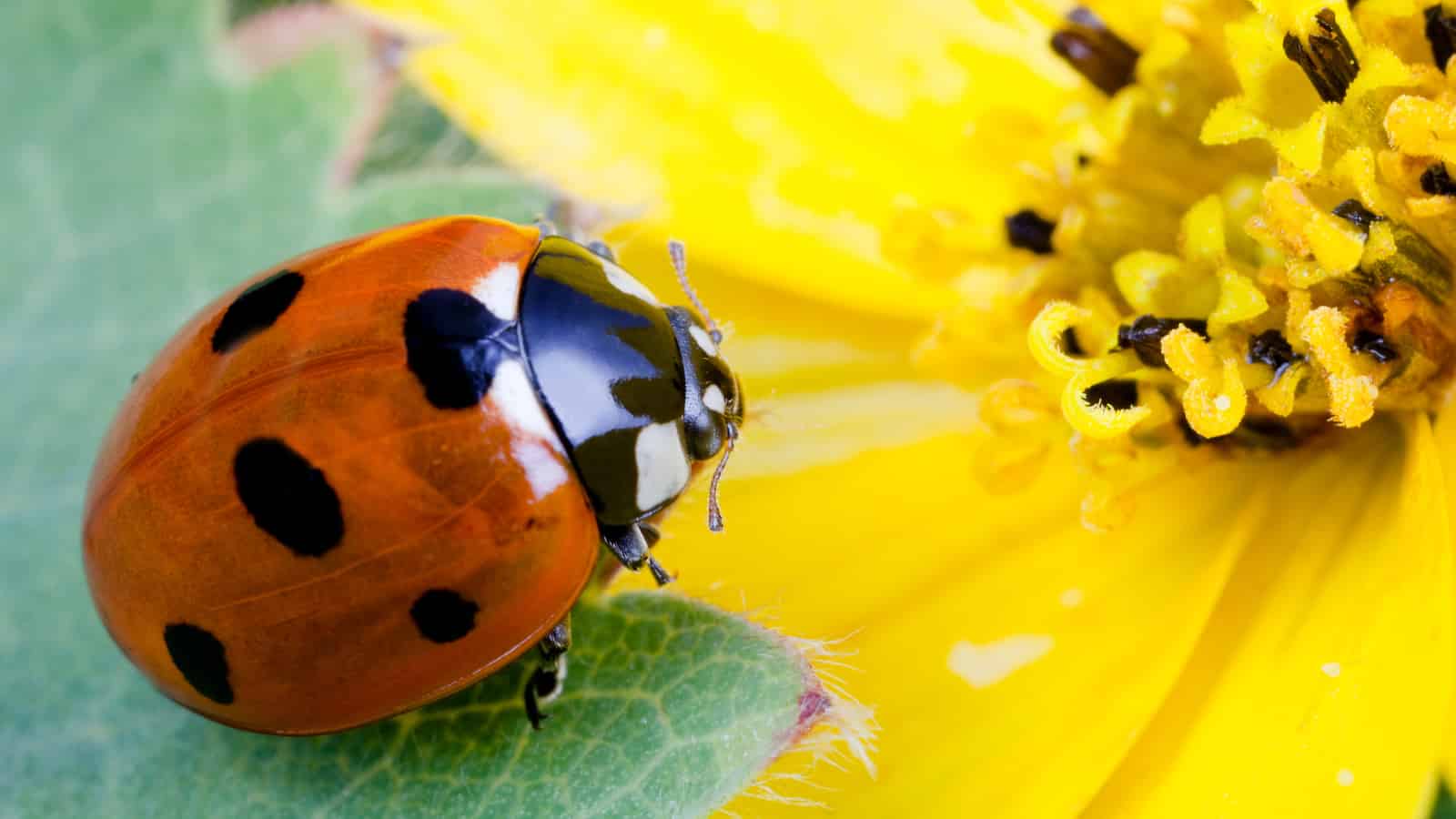 How can you encourage ladybugs to your garden?