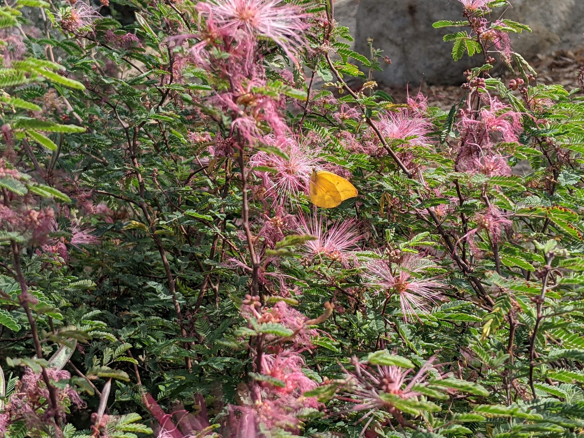 A bush whose flowers have striking feathery hot pink petals. In contrast the butterfly is a light slightly washed out orange.