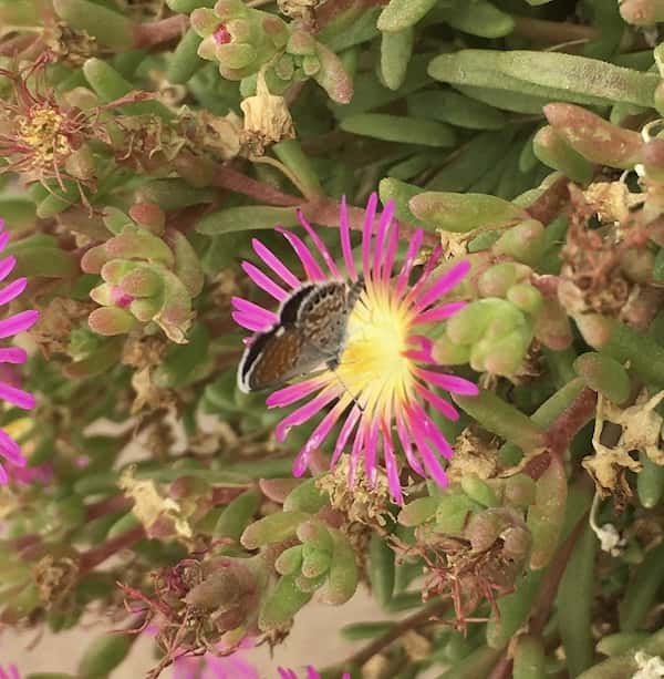 A flower that's almost an exploding star or firework with a light yellow centre streaking into magenta petals. Near the centre sits a brown-grey butterfly/