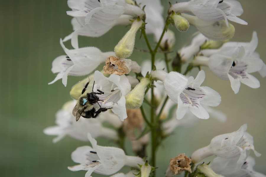Want to save the bees? Pay attention to pathogens and flowers