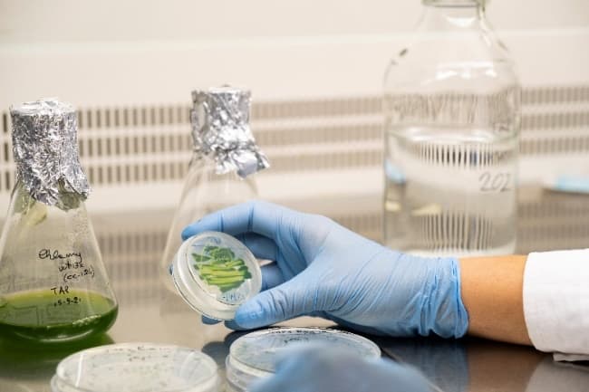 Une main gantée tient une boîte de Pétri.