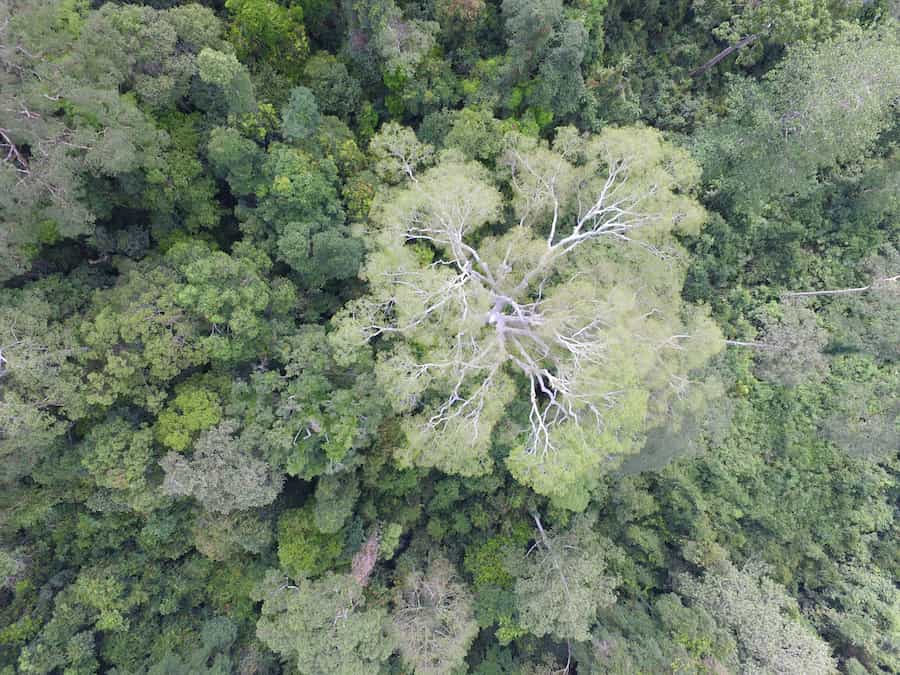 Les lianes sont plus susceptibles d'infester les petits arbres