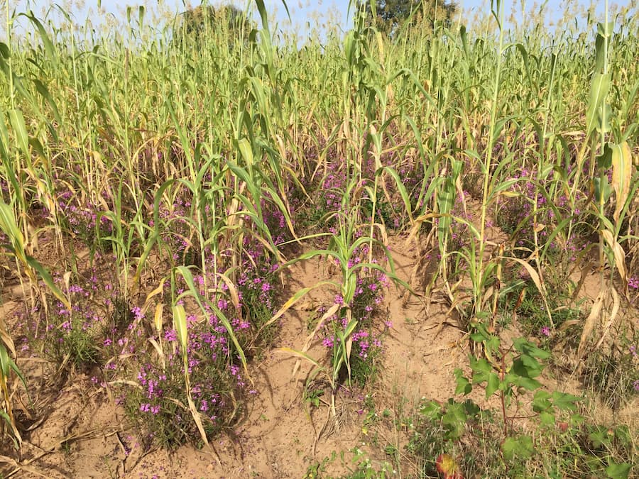 Plant hormones to help prevent Striga invasion