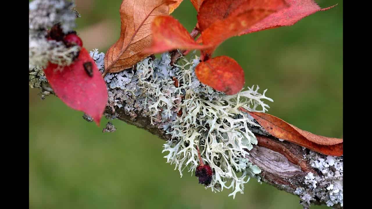 Apprenez à regarder Lichen