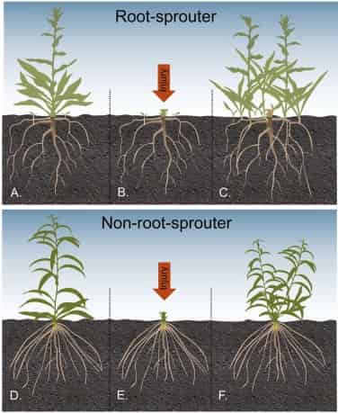 Lorsque vous ne tuez pas les mauvaises herbes, vous leur apprenez à survivre