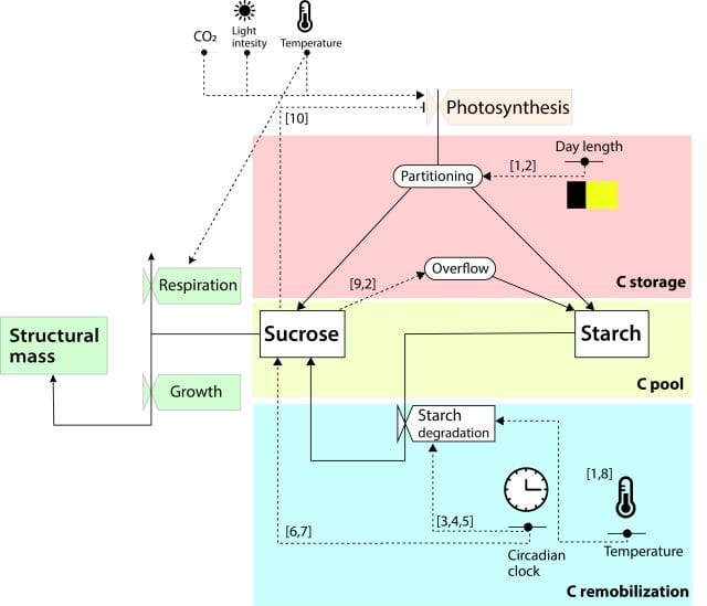 A flow chart with many arrows and coloured zones connecting carbon dioxide, light intensity and temperature to photosynthesis.