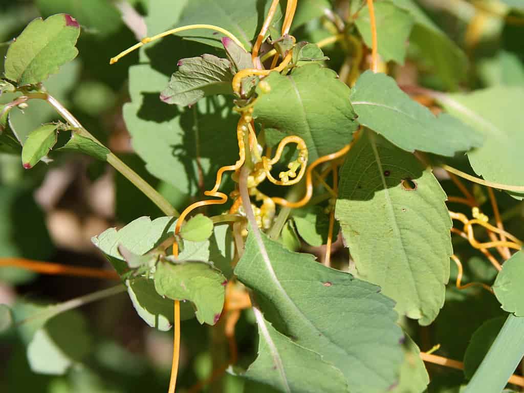 A parasitic plant can cause an invasive plant’s allies to switch sides