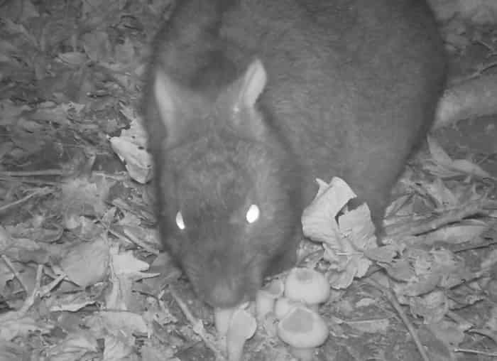 Goth Rabbits spread Vampire Plants