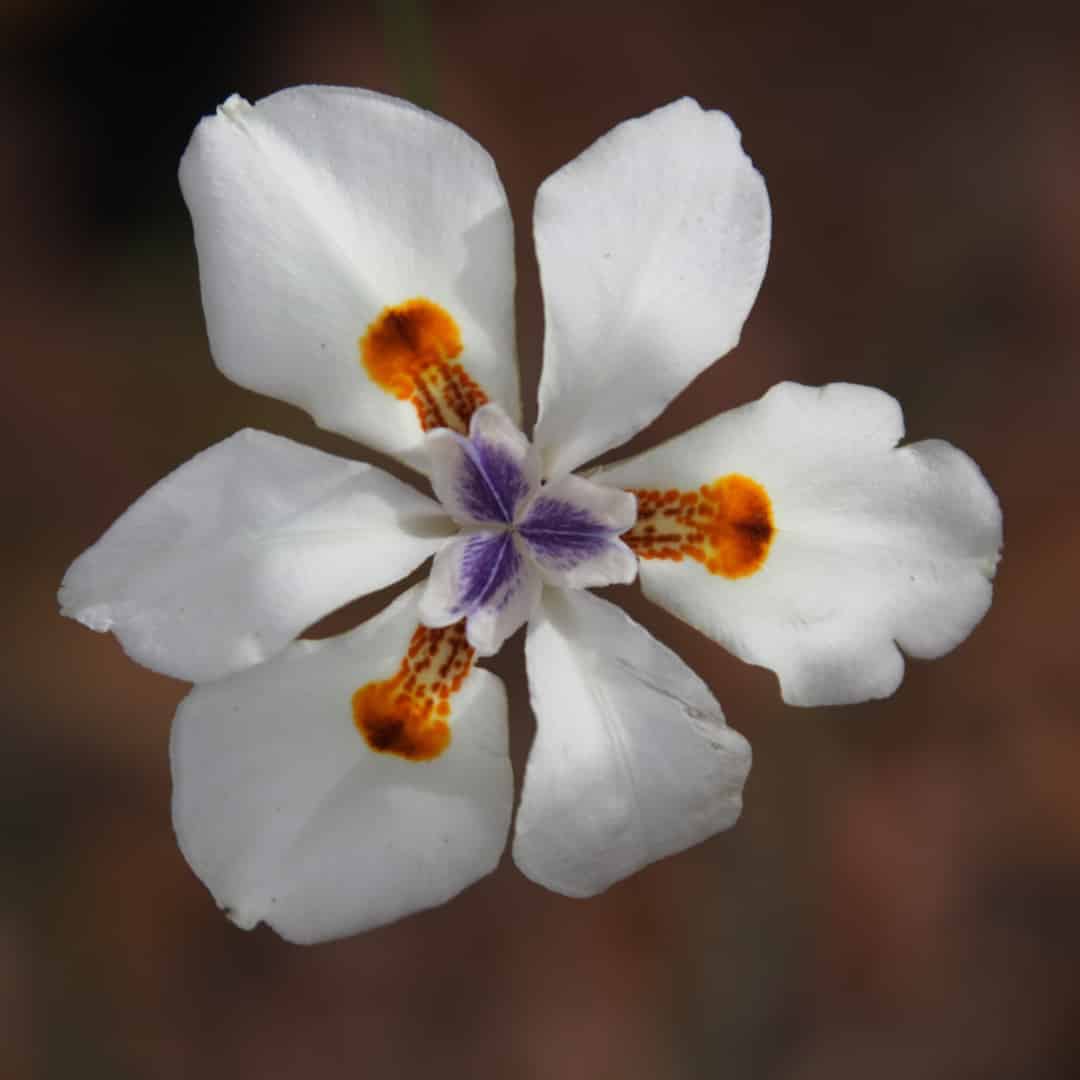 Flowers play a key role in flight control for bumblebees