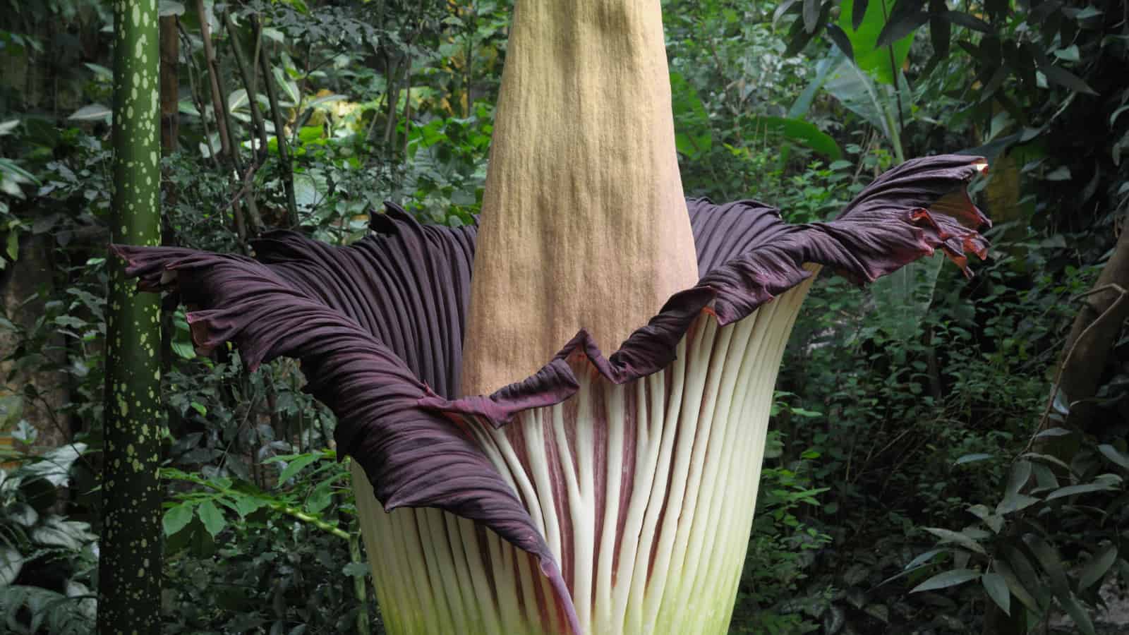 How does the corpse flower’s scent change over time?