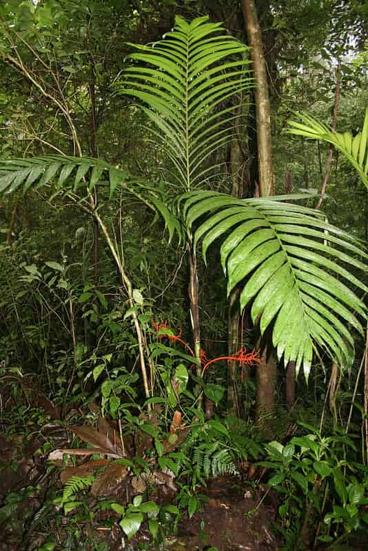 The travel of Costa Rican palms revealed by their genetic footprints
