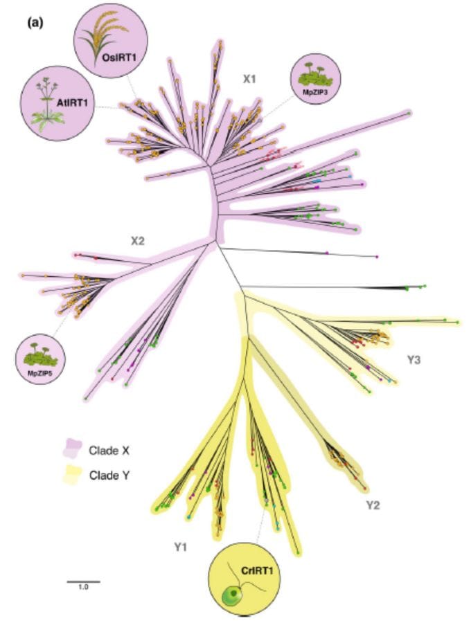 A diagram that looks like many different multicoloured feathers attached to a spine.