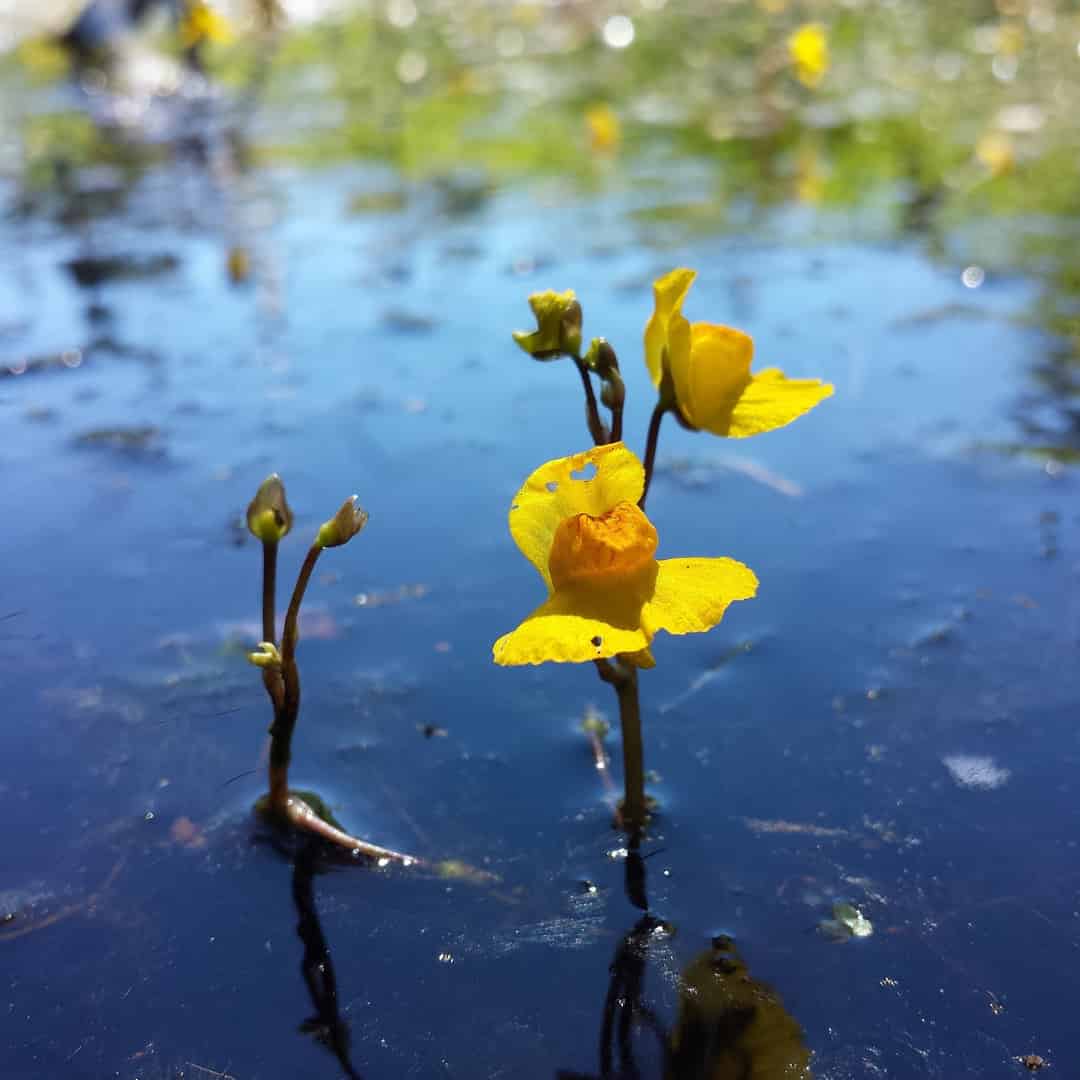 Set a killer to catch a killer?