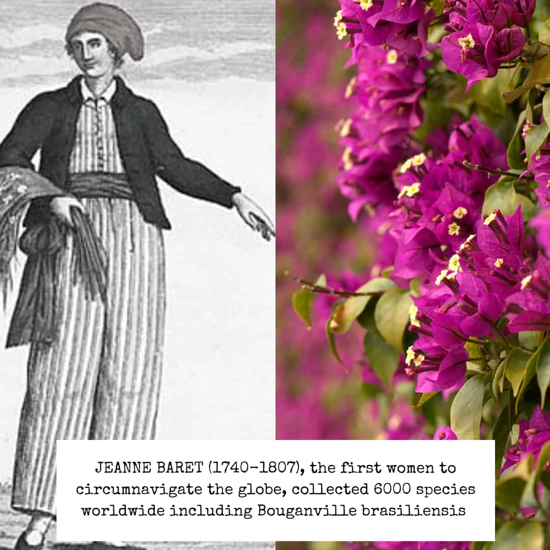 A woodcut of Jeanne Baret, dressed as a man, on the left. Purple flowers of bouganvillea on the right.
Caption: JEANNE BARET (1740-1807), the first woman to circumnavigate the globe, collected 6000 species worldwide, including Bouganvillea brasiliensis.