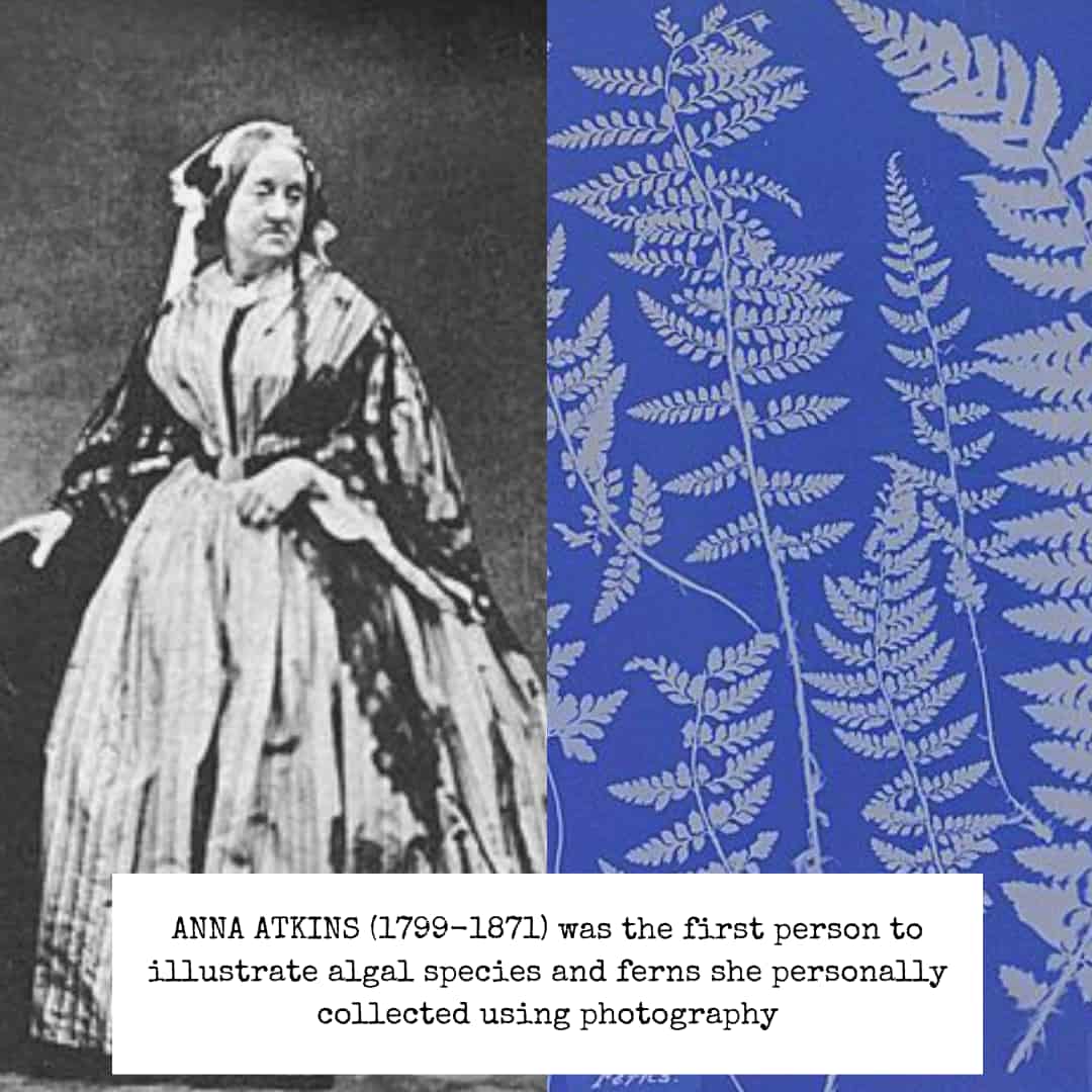 A photo of Anna Atkins, in black and white, looking like she's entered a Queen Victoria look-a-like competition on the left. On the right, a duotone cyanotype of a fern showing many details.
Caption: ANNA ATKINS (1799-1871) was the first person to illustrate algal species and ferns she personally collected using photography.