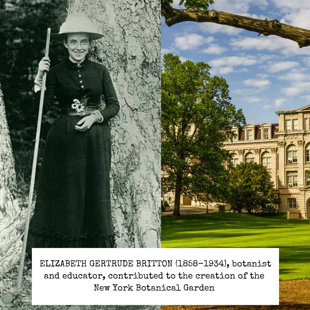Elizabeth Gertrude Britton stands, with mischief in her eyes in front of a tree trunk on the left. On the right, a view across the New York Botanical Garden.
Caption: ELIZABETH GERTRUDE BRITTON (1858-1934), botanist and educator, contributed to the creation of the New York Botanical Garden.