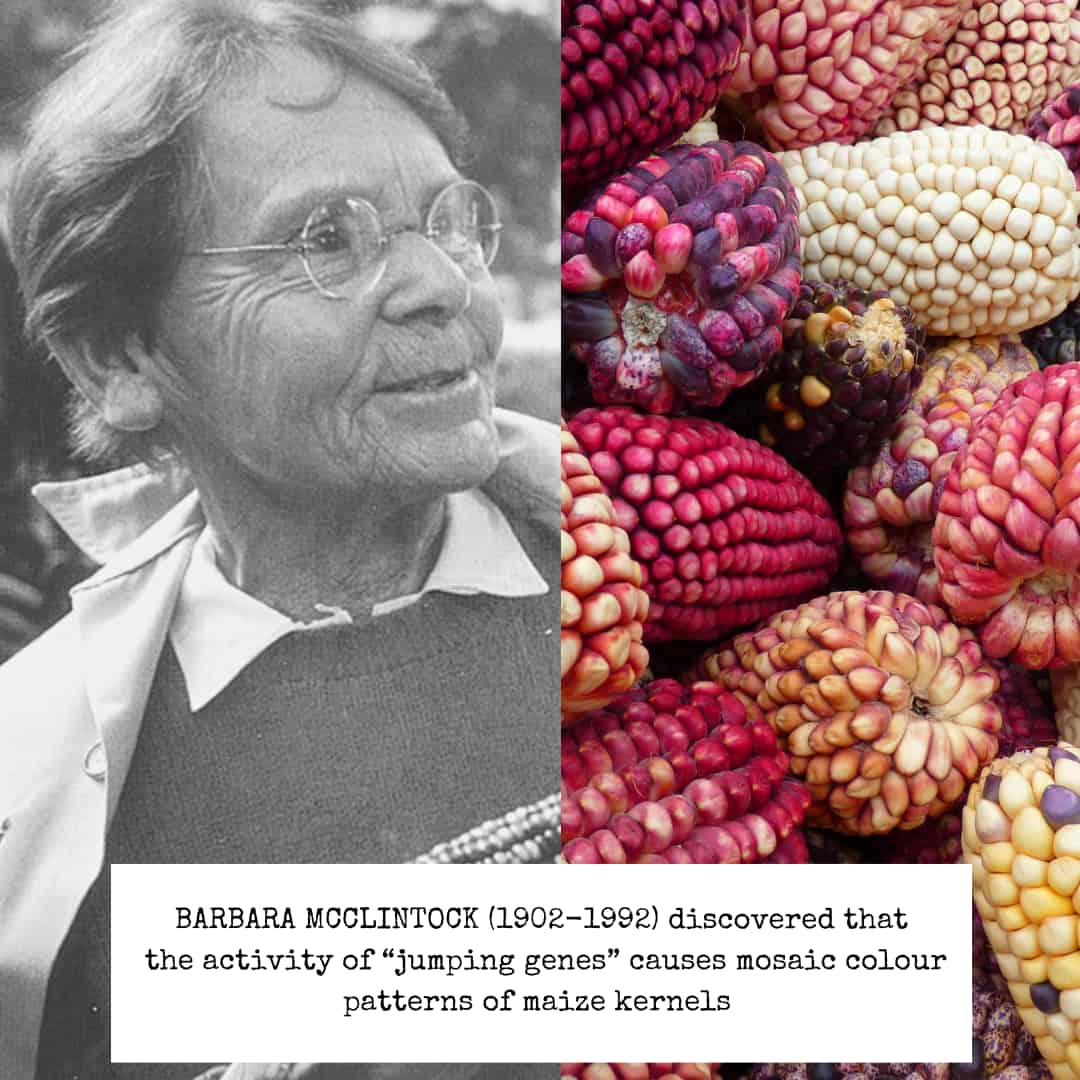 Black and white photo portrait of Barbara McClintock on the left. On the right a colour photo of maize ears, some with crazy colours in the kernels.
Caption: BARBARA McCLINTOCK (1902-1992) discovered the activity of 'jumping genes' causes mosaic colour patterns of maize kernels.