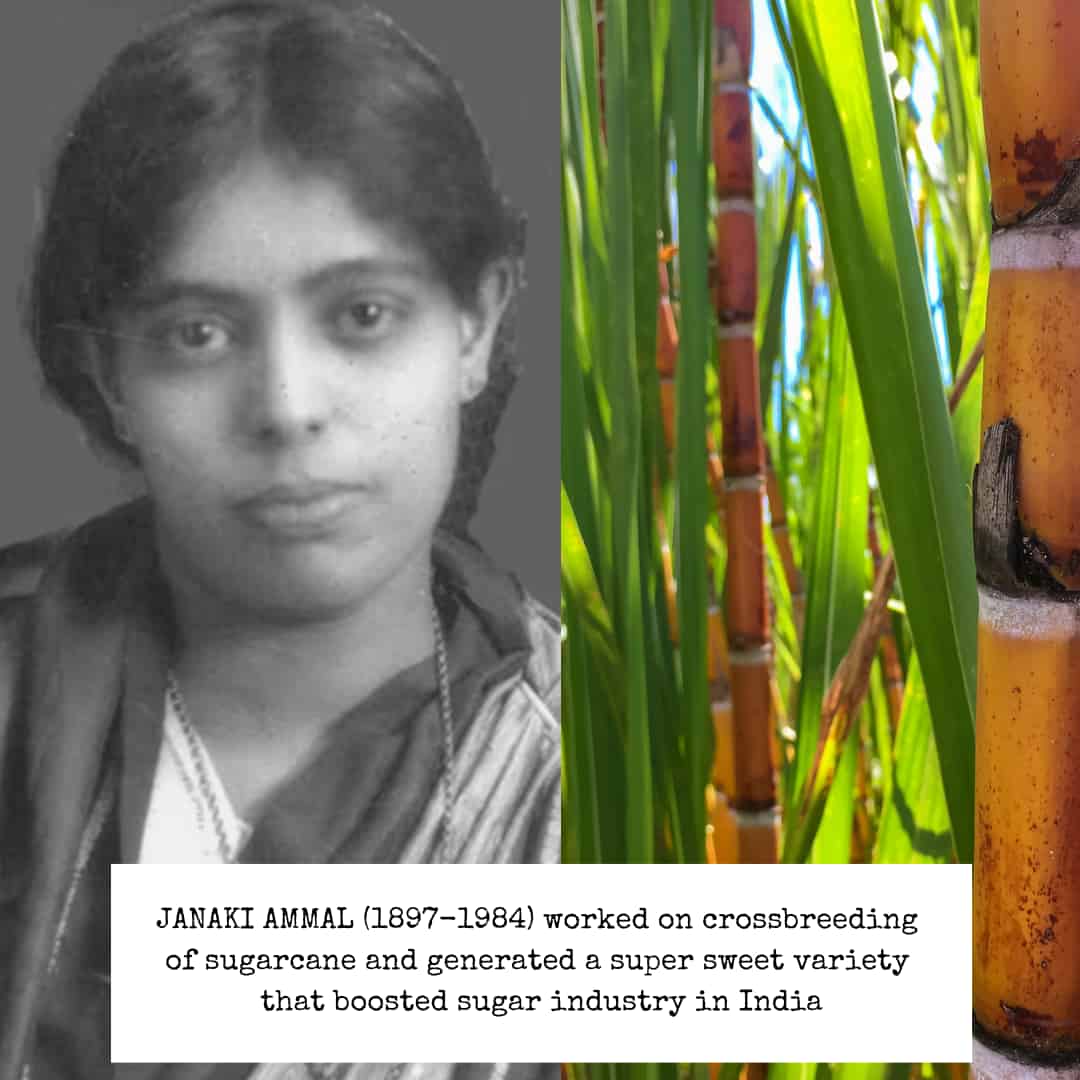 Left, a soft focus black and white portrait of Janaki Ammal. Right, columns of sugarcane.
Caption: JANAKI AMMAL (1897-1984) worked on crossbreeding of sugarcane and generated a supersweet variety that boosted the sugar industry in India.