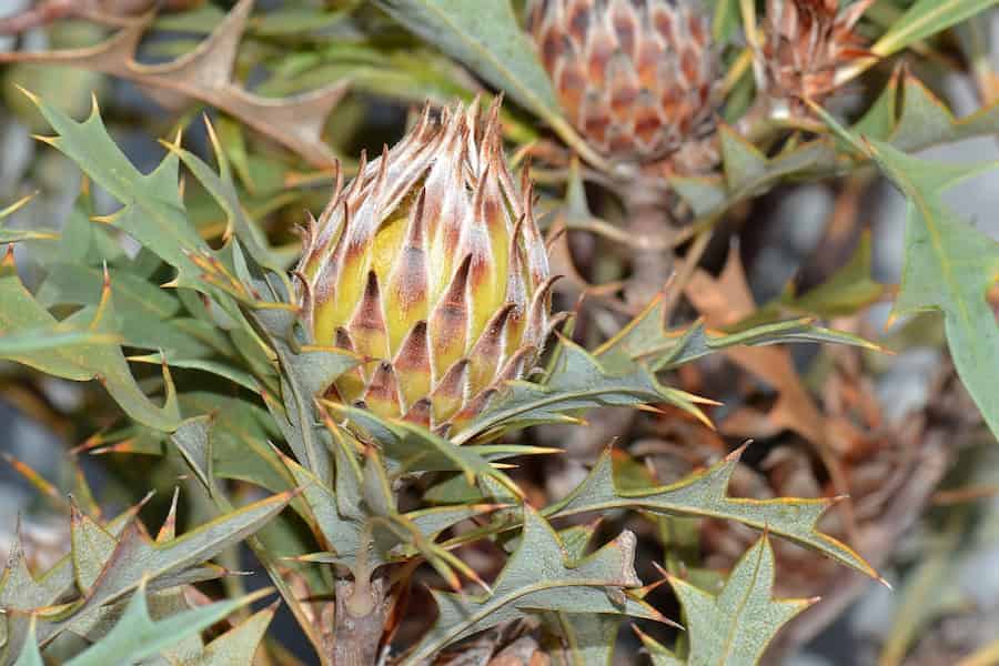 Un orbe verde-amarillo cubierto de púas es la única imagen utilizable que pude encontrar de Banksia arborea.