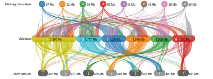 A colourful diagram where coloured strands look like they're in a loom enwtining the genes of various species to a greater or lesser extent.