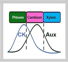 A schematic showing observed relative cytokinin and auxin concentrations in the phloem, cambium and xylem. Cytokinin is highest in the phloem and lowest in the xylem, and auxin is highest in the cambium.