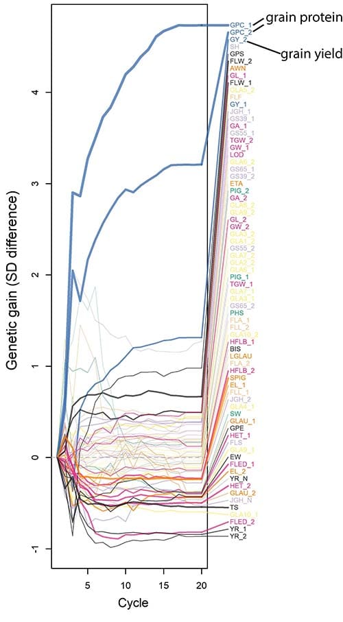 A graph with breeding cycle on the x axis and genetic gain on the y axis. 70 traits show change over the 20 selection cycles. Of importance, is that selection on multiple traits, slowed the rate of genetic gain in grain yield but managed to result in gain of both yield and protein.
