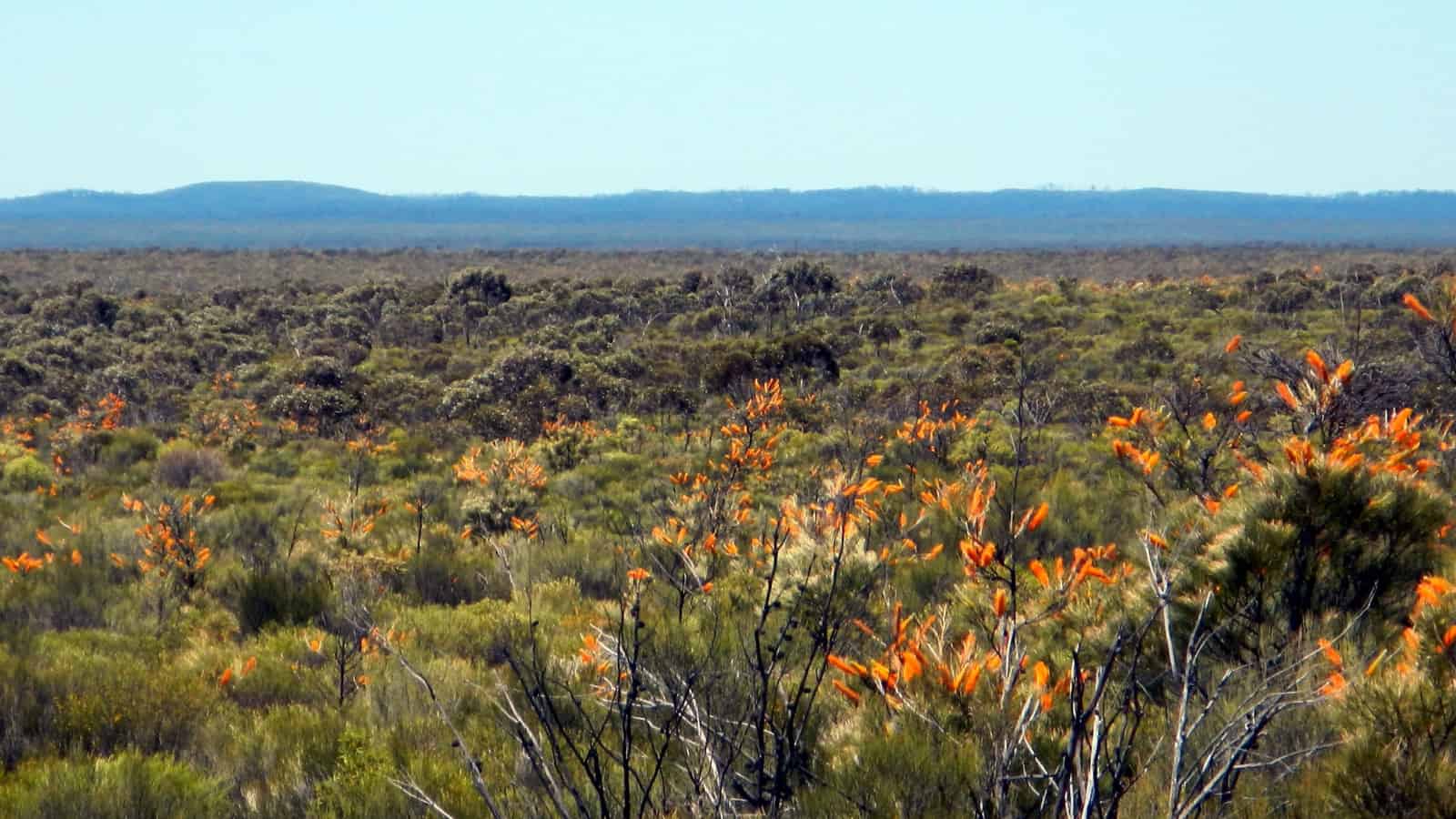 El interior australiano parecido a un matorral con flores doradas, arbustos de color verde oscuro y ramas grises blanqueadas. 