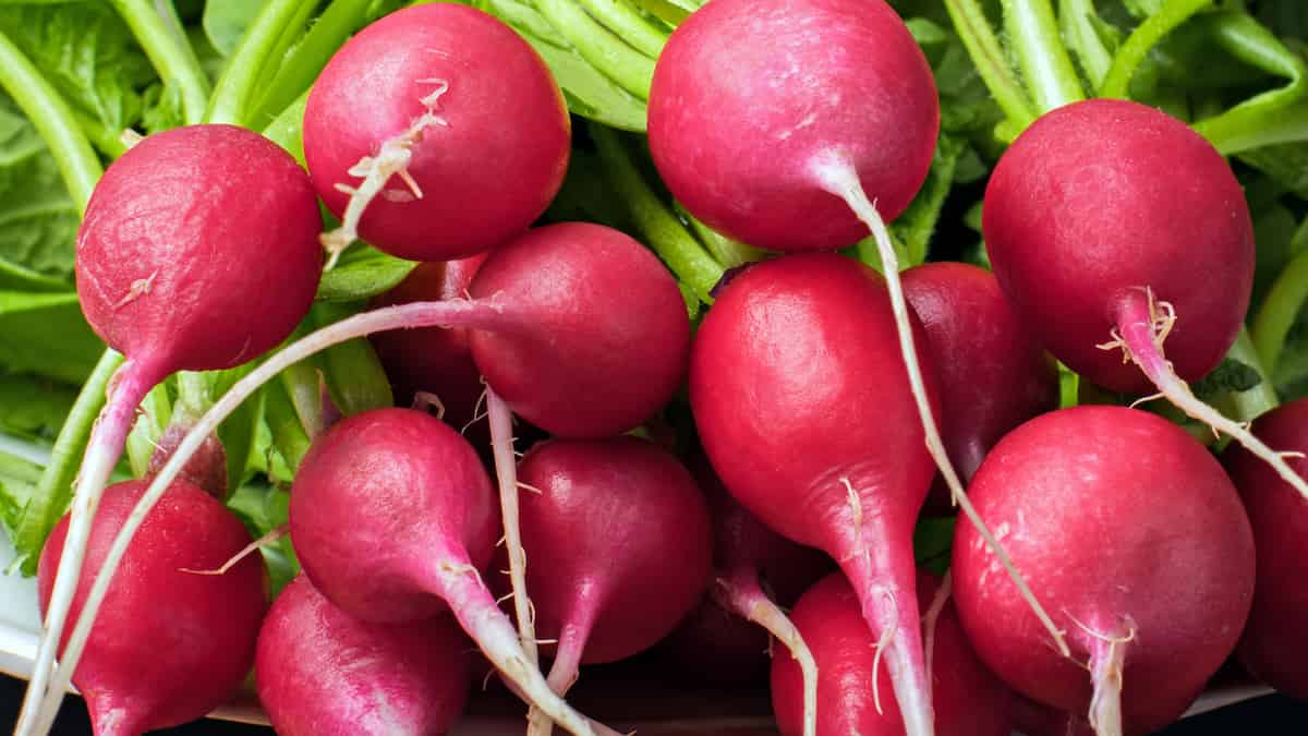 From flowering-related genes to your plate: the science behind optimizing radish yield