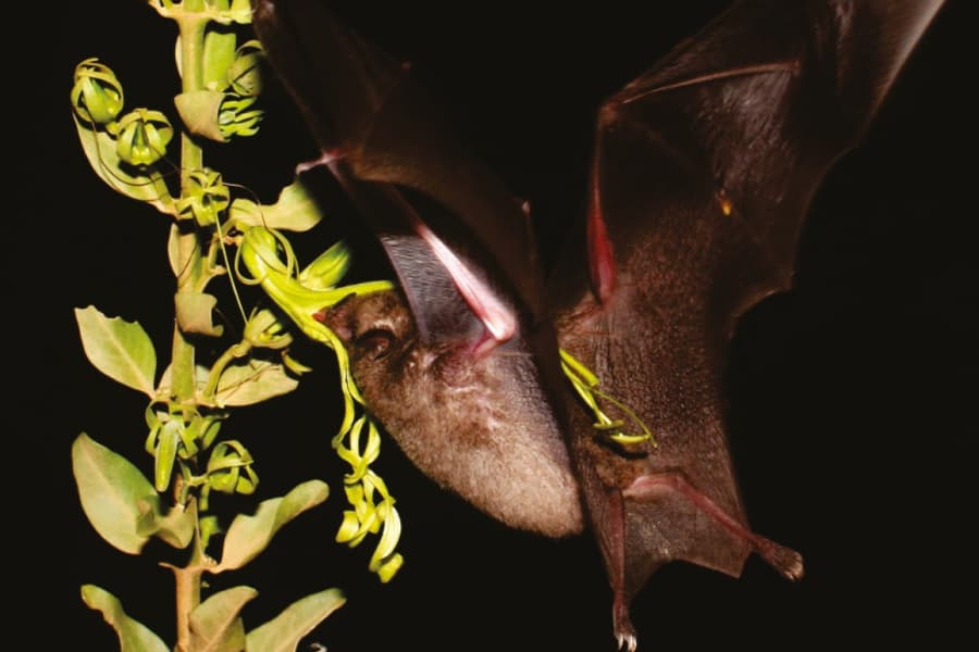 A bat flies in to stick its snouth into a green flower dangling from a stem. The harsh light of the flash makes it clear it didn't expect to be seen.