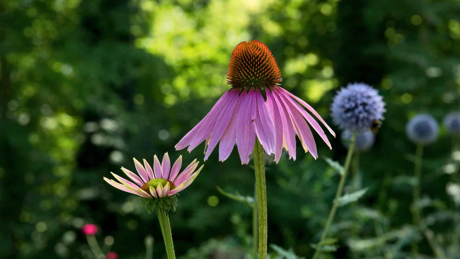 A purple coneflower, its petals pushed back so that they look like a skirt around the waist of a 'cone' that bears the reproductive 