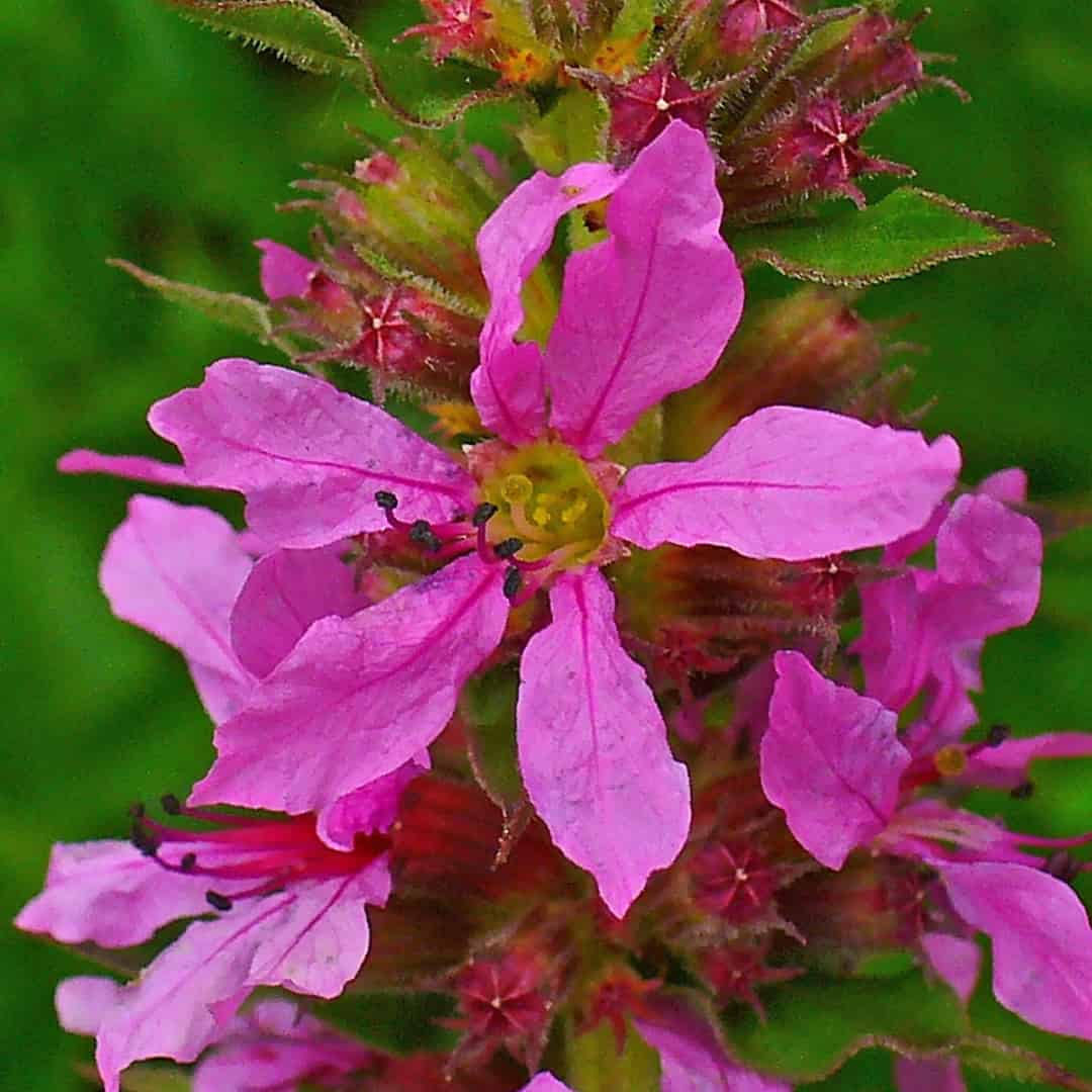 A flower with thin purple petals in a star  shape around the centre of the flower.