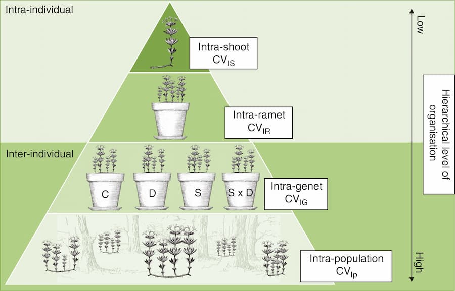 Un diagrama en forma de triángulo, que muestra la variación dentro del brote en la parte superior, seguida de la variación dentro del ramo debajo. El sombreado indica que estos son variaciones intraindividuales y los otros elementos son variaciones interindividuales. Estos son la variación intragenética y, finalmente, la variación intrapoblacional.