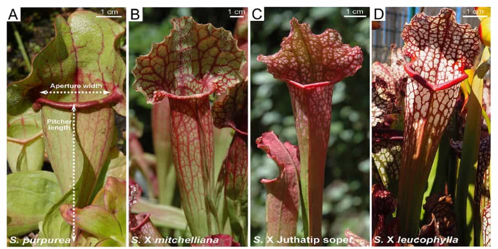 Quatre pichets veinés, de hauteurs et de largeurs variables.