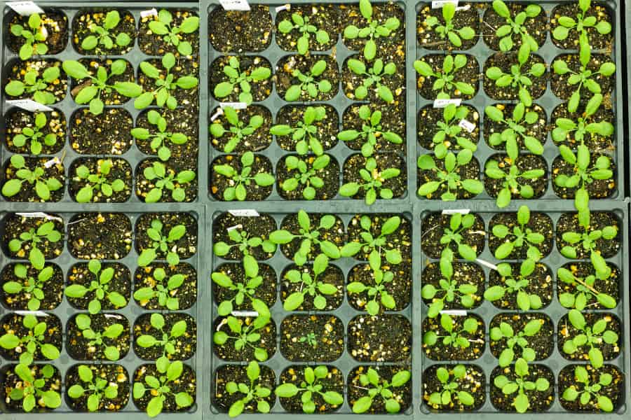 De nombreuses plantes d'Arabidopsis dans des bacs vues d'en haut dans une grille de 9 x 8.