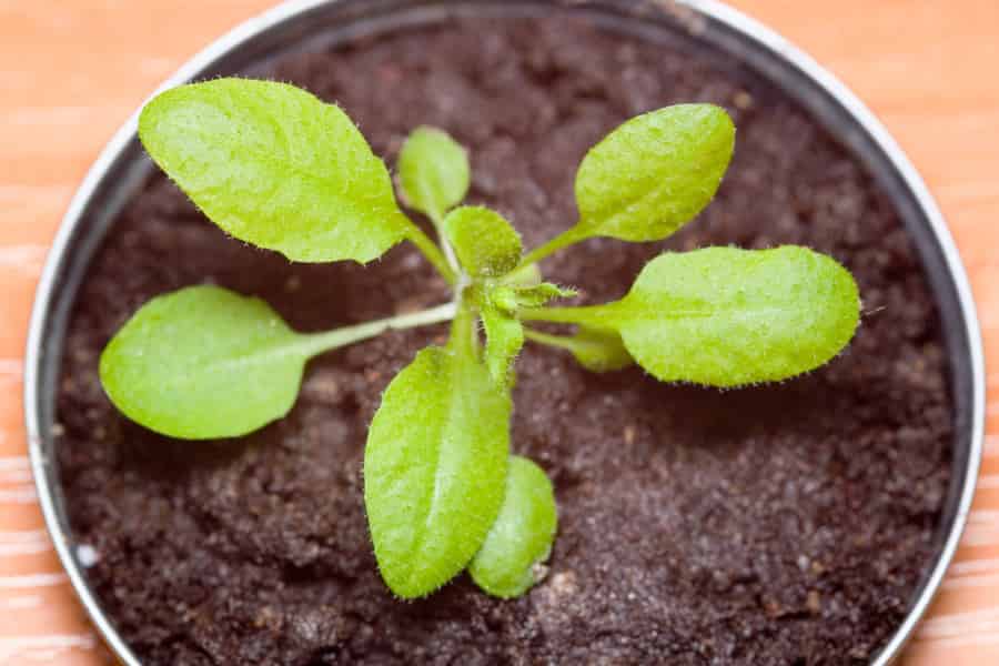 Arabidopsis thaliana - le rat de laboratoire du botaniste