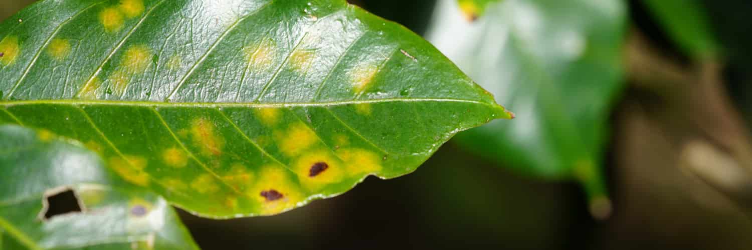 Coffee Plants Adapt Leaf Traits in Response to Fungal Disease, Study Finds