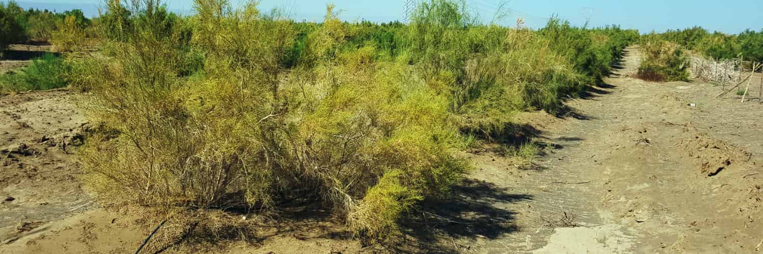 Can botanists help keep a vital ally against desertification growing in the desert?