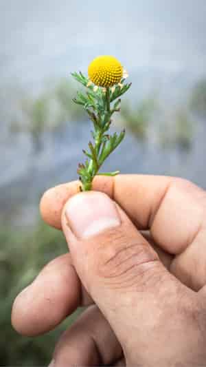 A green sprig with a yellow orb at the top