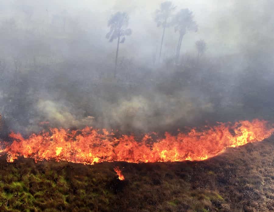 Renaître de ses cendres : Les "plantes Phénix" qui fleurissent le lendemain après avoir brûlé