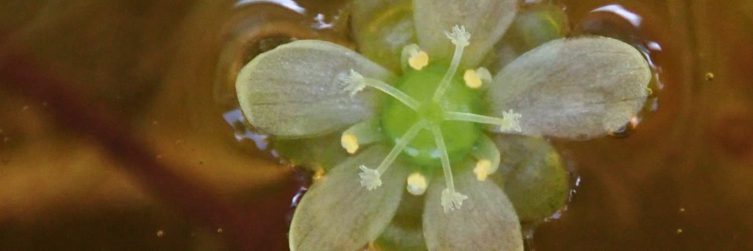 Descubrimiento inesperado de una planta acuática en peligro de extinción en Japón