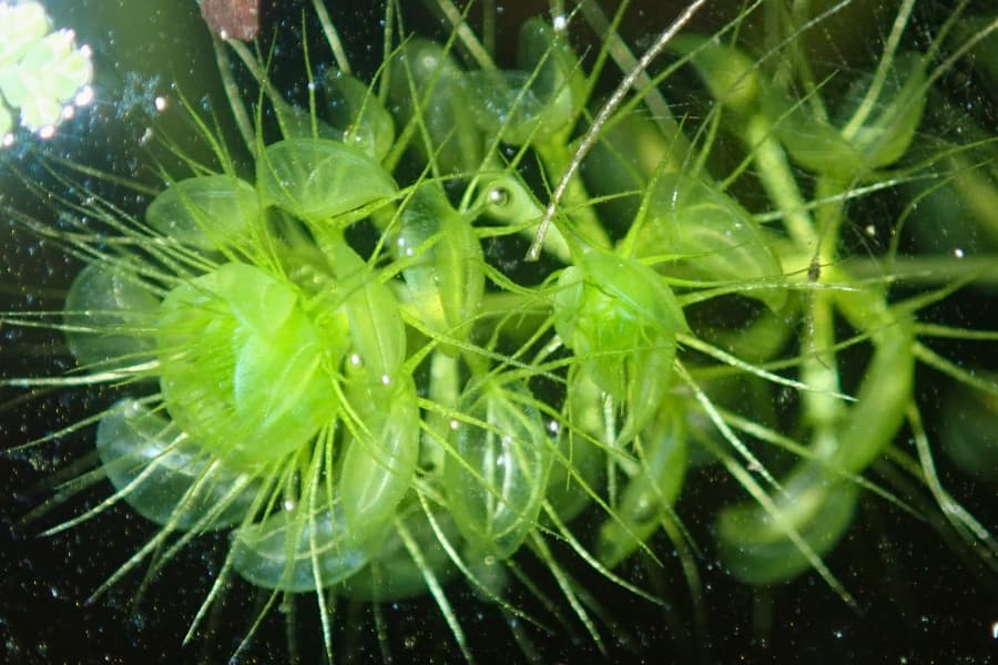 Una planta con un tallo verde. De este tallo salen filas de ramas, con trampas estilo trampa para moscas Venus al final de ellas.