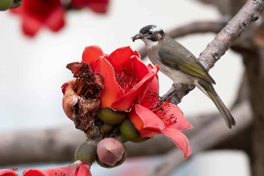 A grey bird sits on a branch next to a Bombax ceiba bloom.