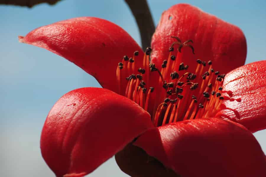 A gorgeous, almost blood red open bloom, with petals evocative of pouting lips, and many stamens within.