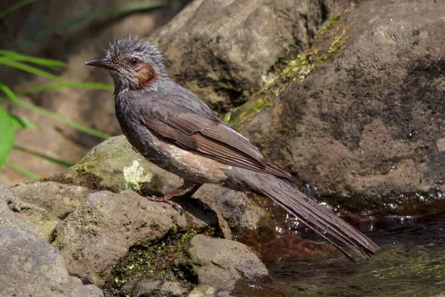 A smallish grey-brown bird looking a bit miffed that someone has photographed it getting out of the bath. There are browner patches by the side of the ehad so you can see where the brown-eared bit of the name comes from.