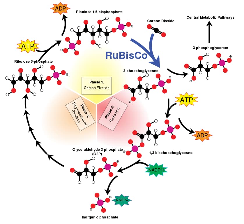 Un diagramme montrant les phases du cycle de Calvin, avec RuBisCO bien en évidence dans la section "capte le dioxyde de carbone".