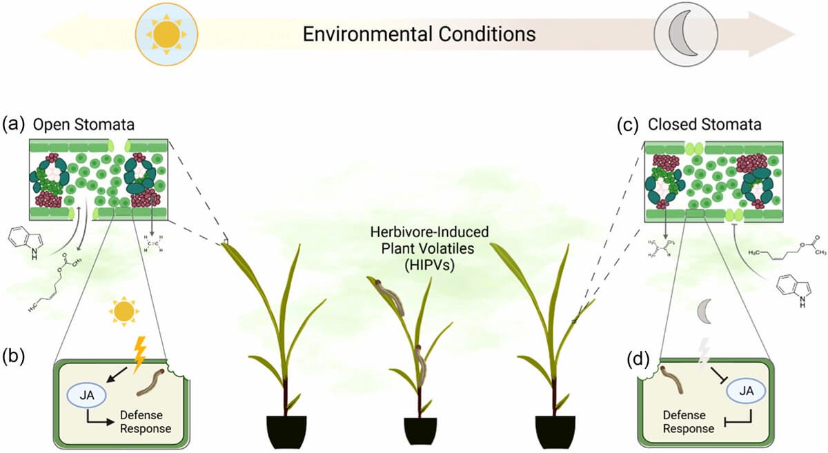 A diagram showing open stomate in the sun, and closed stomata in greyer conditions. In the grey side of the diagram, defence responses are subdued.